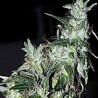 HAZE SPECIAL · K.C.Brains Seeds · cannabis samen · Fem