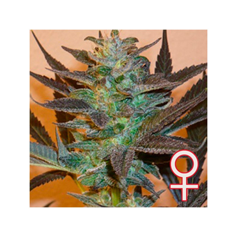 K.C. 48 AUTO · K.C.Brains Seeds · kenevir tohum · Disi · AutoFem