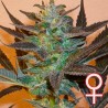 K.C. 48 AUTO · K.C.Brains Seeds · graines de cannabis · AutoFem