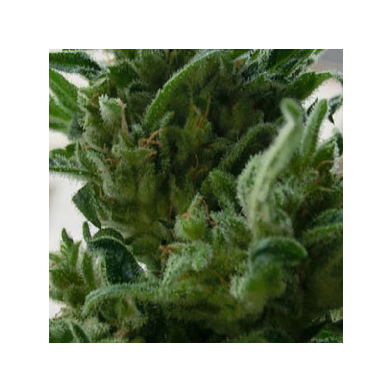 KC33 · K.C.Brains Seeds · graines de cannabis · Fem
