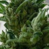 KC33 · K.C.Brains Seeds · kenevir tohum · Disi · Fem