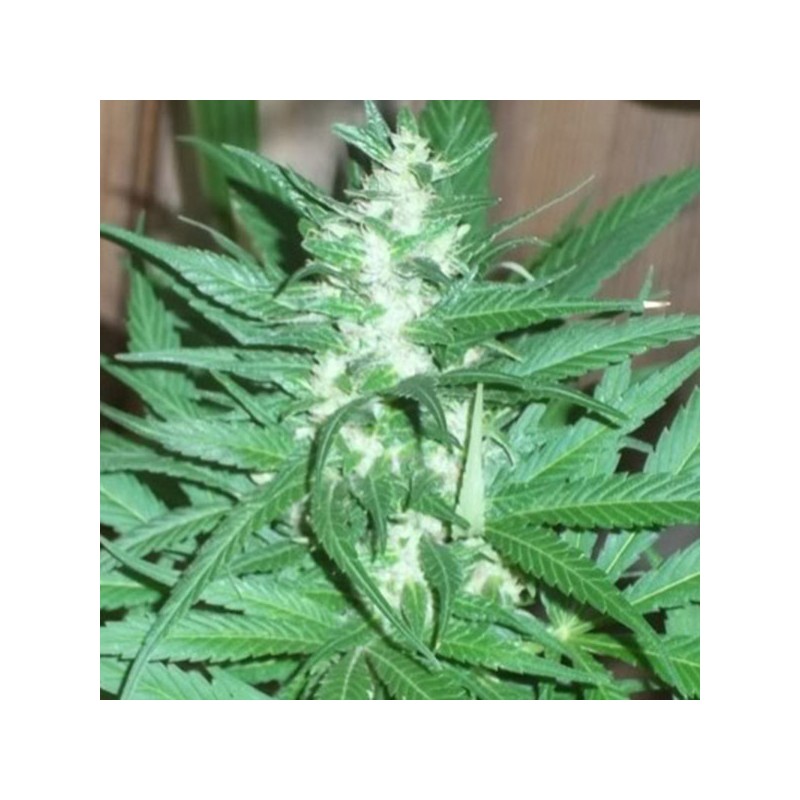 KC 39 · K.C.Brains Seeds · cannabis samen · Fem