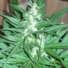 KC 39 · K.C.Brains Seeds · graines de cannabis · Fem