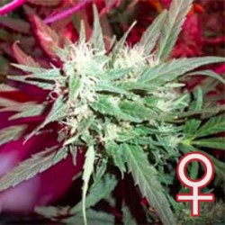KC 39 · K.C.Brains Seeds · kenevir tohum · Disi · Fem