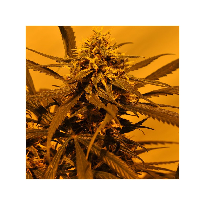 KC 45 AUTO · K.C.Brains Seeds · graines de cannabis · AutoFem
