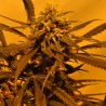 KC 45 AUTO · K.C.Brains Seeds · kenevir tohum · Disi · AutoFem
