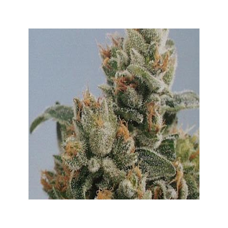 KC36 · K.C.Brains Seeds · kenevir tohum · Disi · Fem