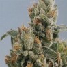 KC36 · K.C.Brains Seeds · kenevir tohum · Disi · Fem