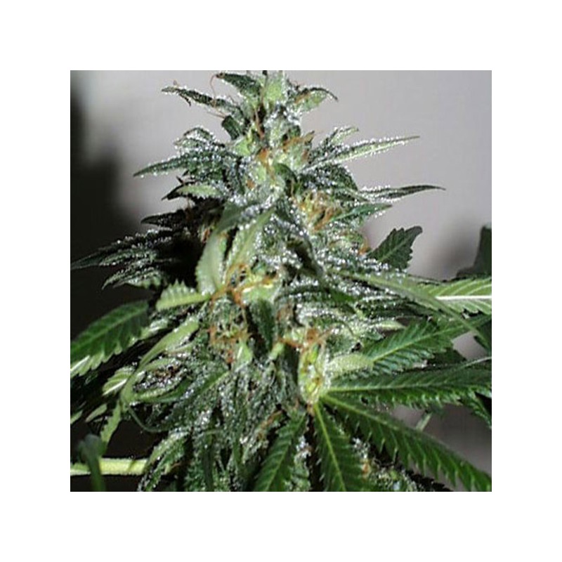 KC42 · K.C.Brains Seeds · graines de cannabis · Fem