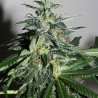 KC42 · K.C.Brains Seeds · graines de cannabis · Fem