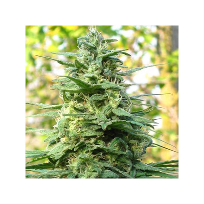 LEDA UNO · K.C.Brains Seeds · kenevir tohum · Disi · Fem