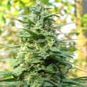 LEDA UNO · K.C.Brains Seeds · kaufen cannabis samen · Fem