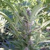 MANGO · K.C.Brains Seeds · cannabis samen · Fem