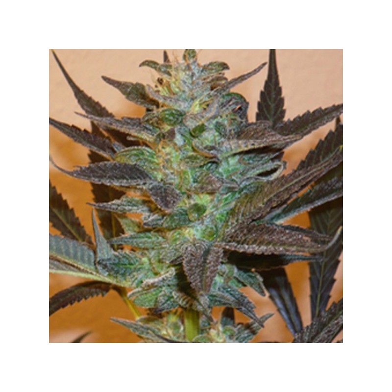 MIND BENDER · K.C.Brains Seeds · sementes de maconha · Fem