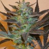 MIND BENDER · K.C.Brains Seeds · graines de cannabis · Fem