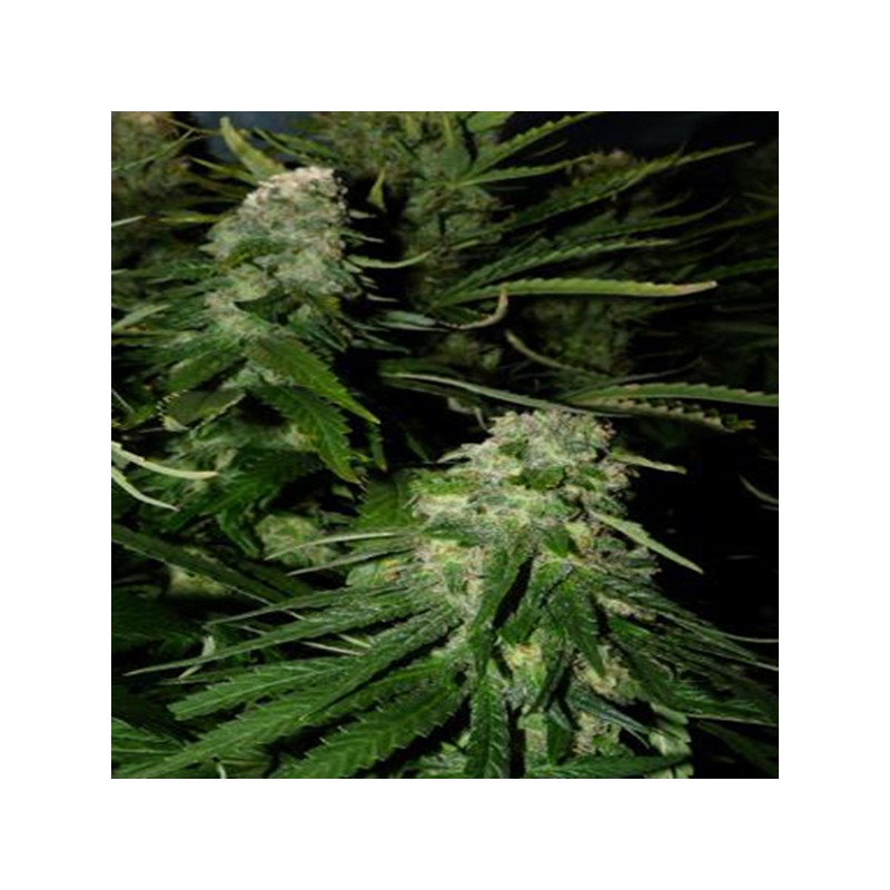 NORTHERN LIGHTS SPECIAL · K.C.Brains Seeds · graines de cannabis · Fem