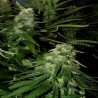 NORTHERN LIGHTS SPECIAL · K.C.Brains Seeds · kenevir tohum · Disi · Fem