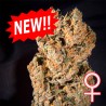 SPACE MANGO AUTO · K.C.Brains Seeds · kaufen cannabis samen · AutoFem