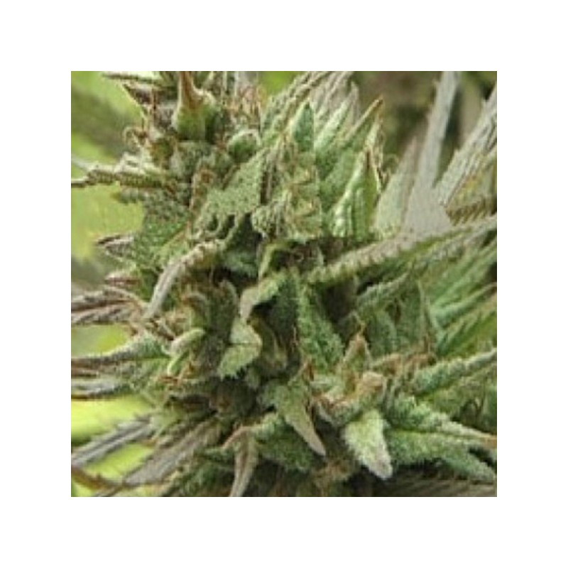 SPOTANICA · K.C.Brains Seeds · kaufen cannabis samen · Fem