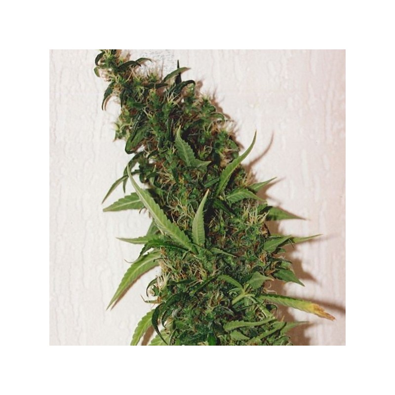 SWISS XT · K.C.Brains Seeds · semillas de marihuana · Fem