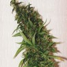 SWISS XT · K.C.Brains Seeds · kenevir tohum · Disi · Fem