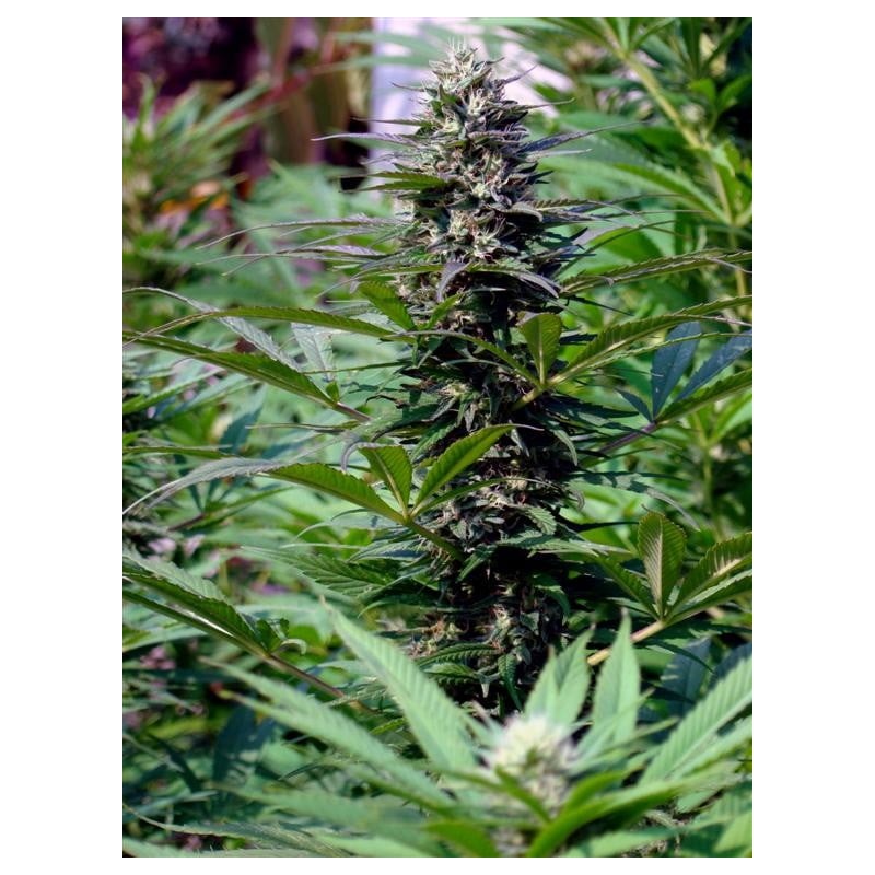 TNR · K.C.Brains Seeds · kenevir tohum · Disi · Fem