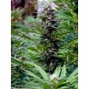 TNR · K.C.Brains Seeds · graines de cannabis · Fem