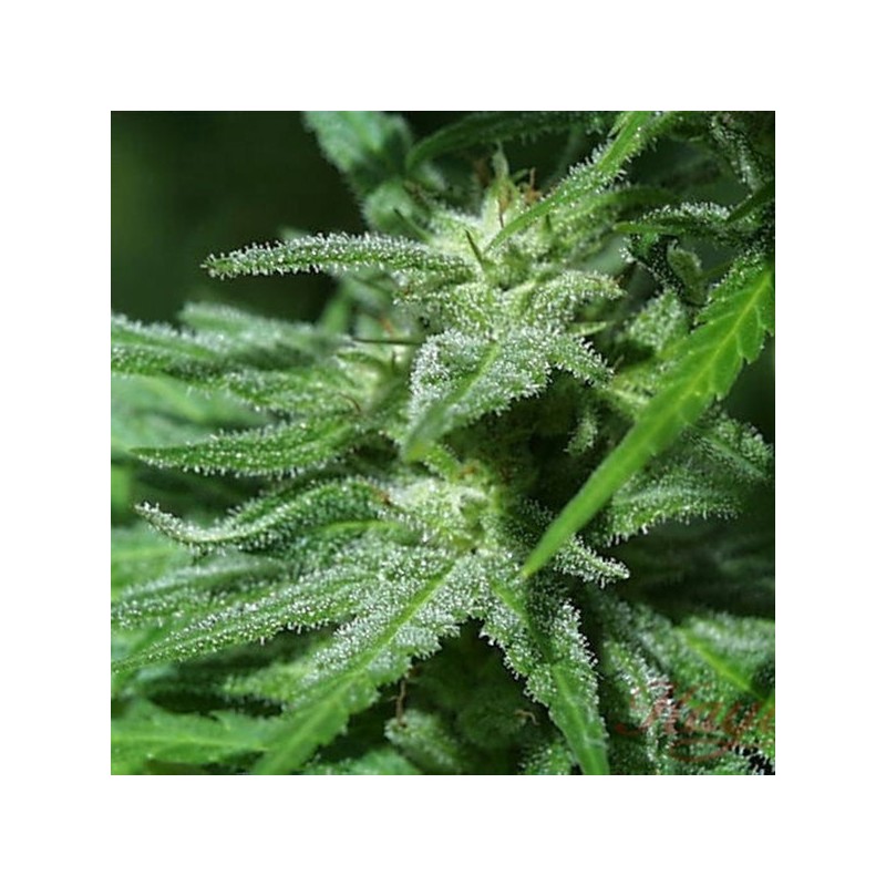 WHITE KC · K.C.Brains Seeds · graines de cannabis · Fem