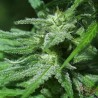 WHITE KC · K.C.Brains Seeds · graines de cannabis · Fem