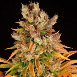 GMO · Dr Green Seeds · bulk...