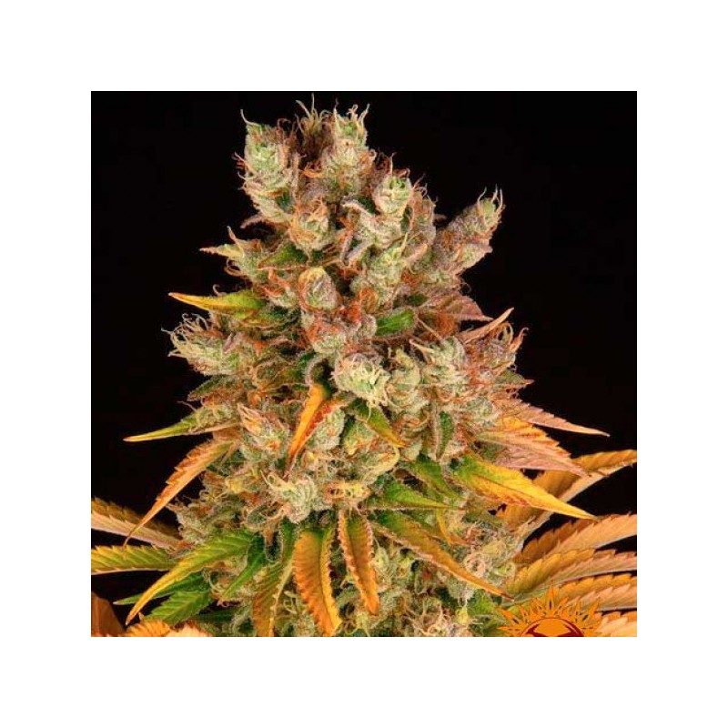 GMO · Dr Green Seeds · graines de cannabis en gros · Fem
