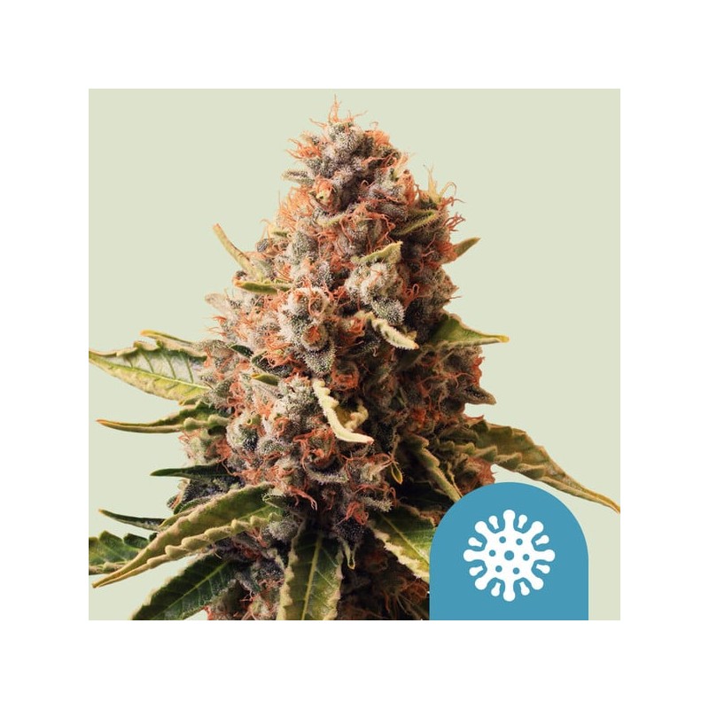 EUPHORIA · Royal Queen Seeds · graines de cannabis · Fem