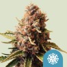 EUPHORIA · Royal Queen Seeds · sementes de maconha · Fem