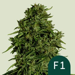 COSMOS F1 CBD · Royal Queen...