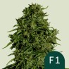 COSMOS F1 CBD · Royal Queen Seeds · sementes de maconha · AutoFem