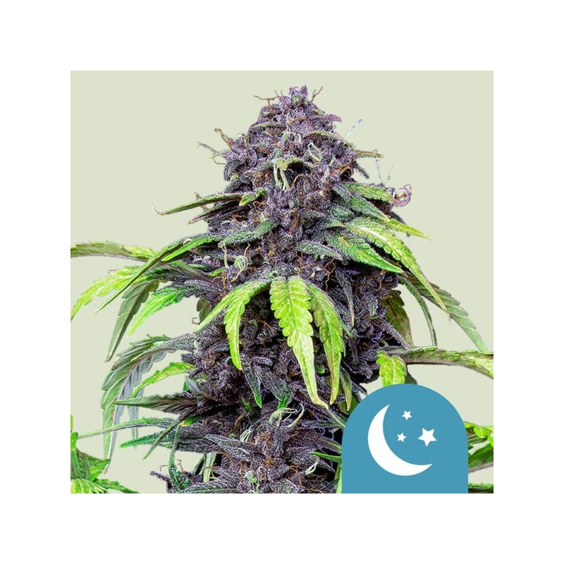PURPLEMATIC CBD · Royal Queen Seeds · kaufen cannabis samen · AutoFem