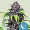 PURPLEMATIC CBD · Royal Queen Seeds · kaufen cannabis samen · AutoFem