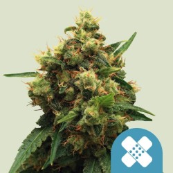 PAINKILLER XL · Royal Queen Seeds · sementes de maconha · Fem