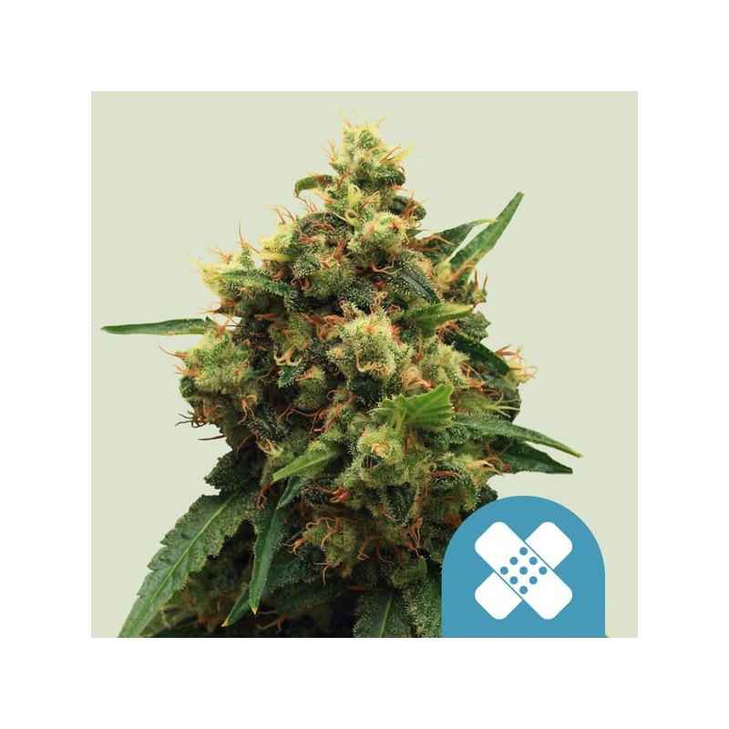 PAINKILLER XL · Royal Queen Seeds · cannabis seeds · Fem