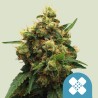 PAINKILLER XL · Royal Queen Seeds · sementes de maconha · Fem
