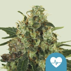 MEDICAL MASS · Royal Queen Seeds · kenevir tohum · Disi · Fem