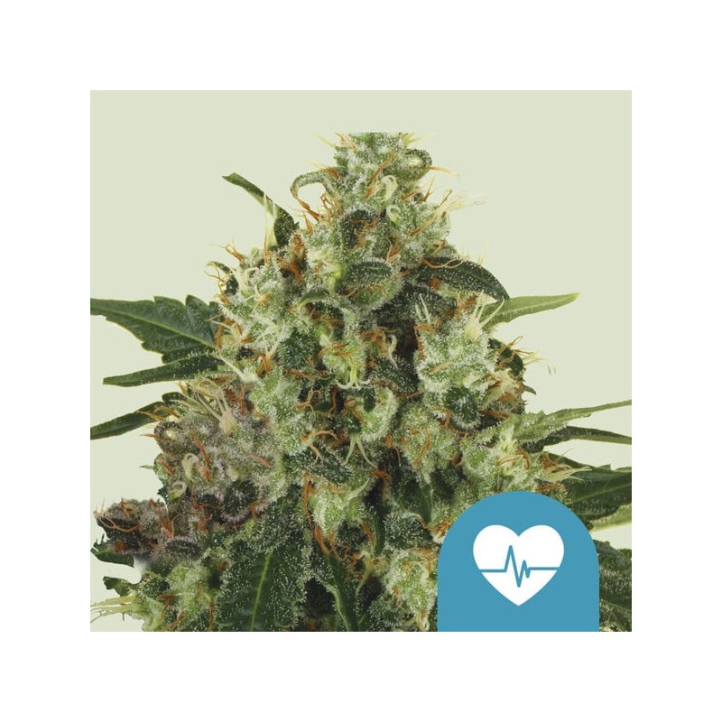 MEDICAL MASS · Royal Queen Seeds · kenevir tohum · Disi · Fem