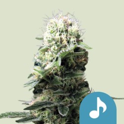 DANCE WORLD · Royal Queen Seeds · graines de cannabis · Fem