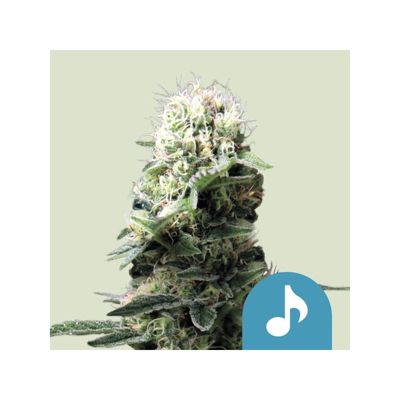 DANCE WORLD · Royal Queen Seeds · sementes de maconha · Fem