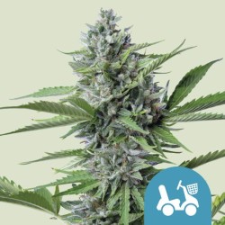 FAST EDDY AUTOMATIC CBD · Royal Queen Seeds · kaufen cannabis samen · AutoFem