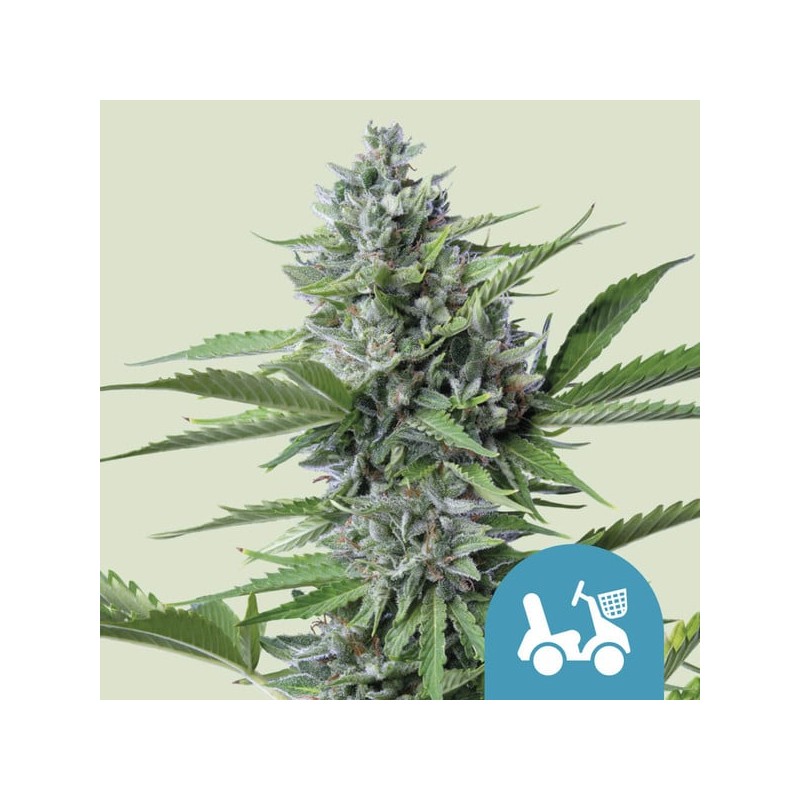 FAST EDDY AUTOMATIC CBD · Royal Queen Seeds · cannabis seeds · AutoFem