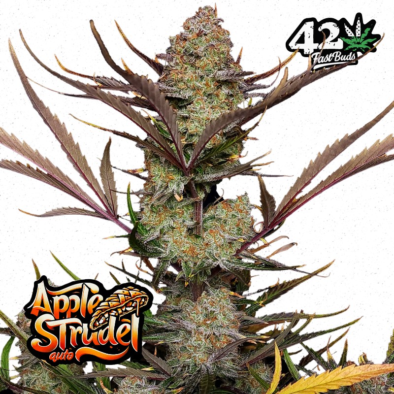 APPLE STRUDEL AUTO · FastBuds Seeds · graines de cannabis · AutoFem