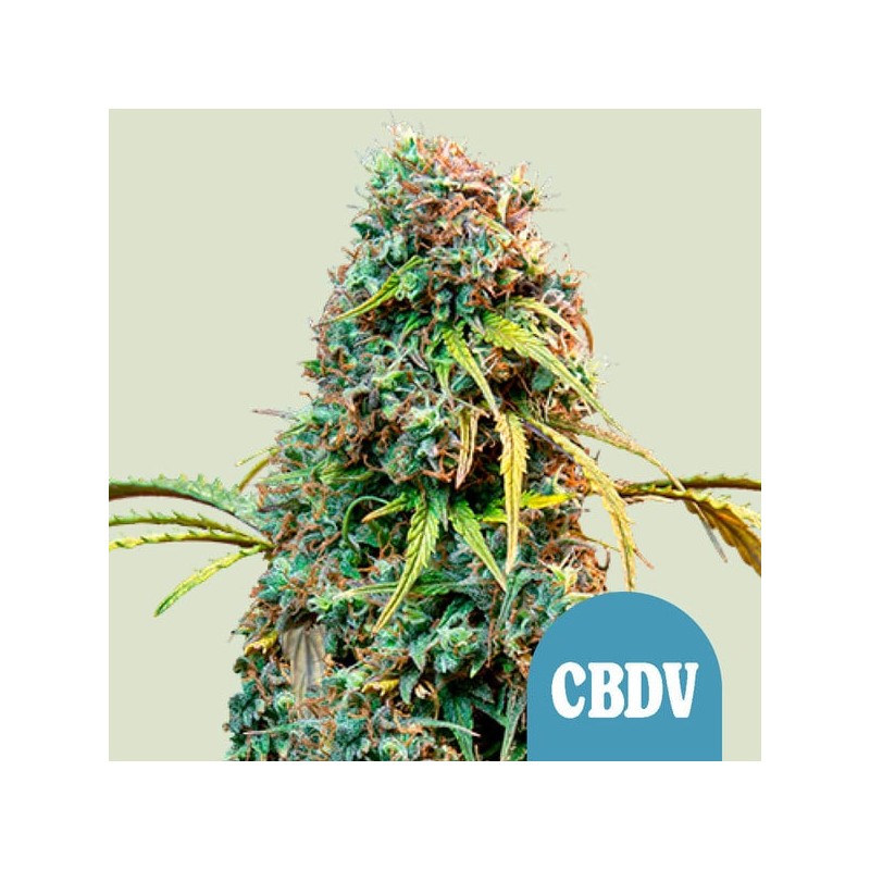 ROYAL CBDV AUTO · Royal Queen Seeds · graines de cannabis · AutoFem