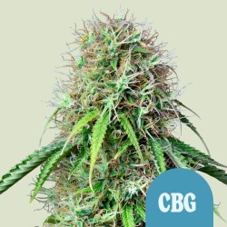 ROYAL CBG AUTO · Royal Queen Seeds · sementes de maconha · AutoFem