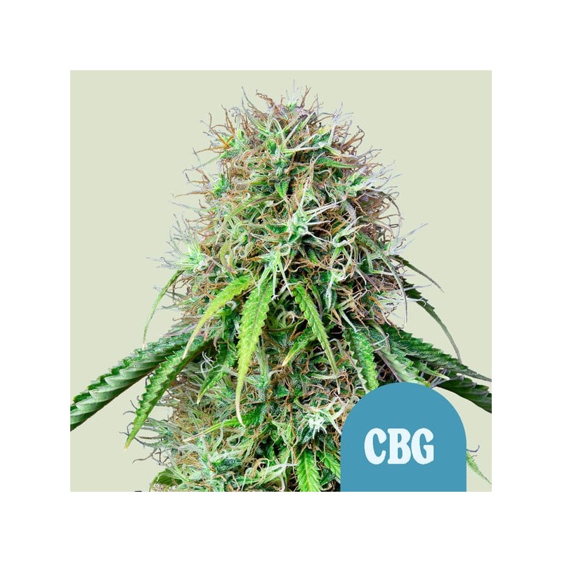 ROYAL CBG AUTO · Royal Queen Seeds · sementes de maconha · AutoFem